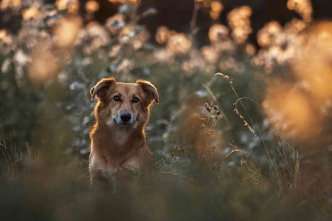 Harzer Fuchs im Blumenfeld bei Sonnenuntergang, Magdeburg